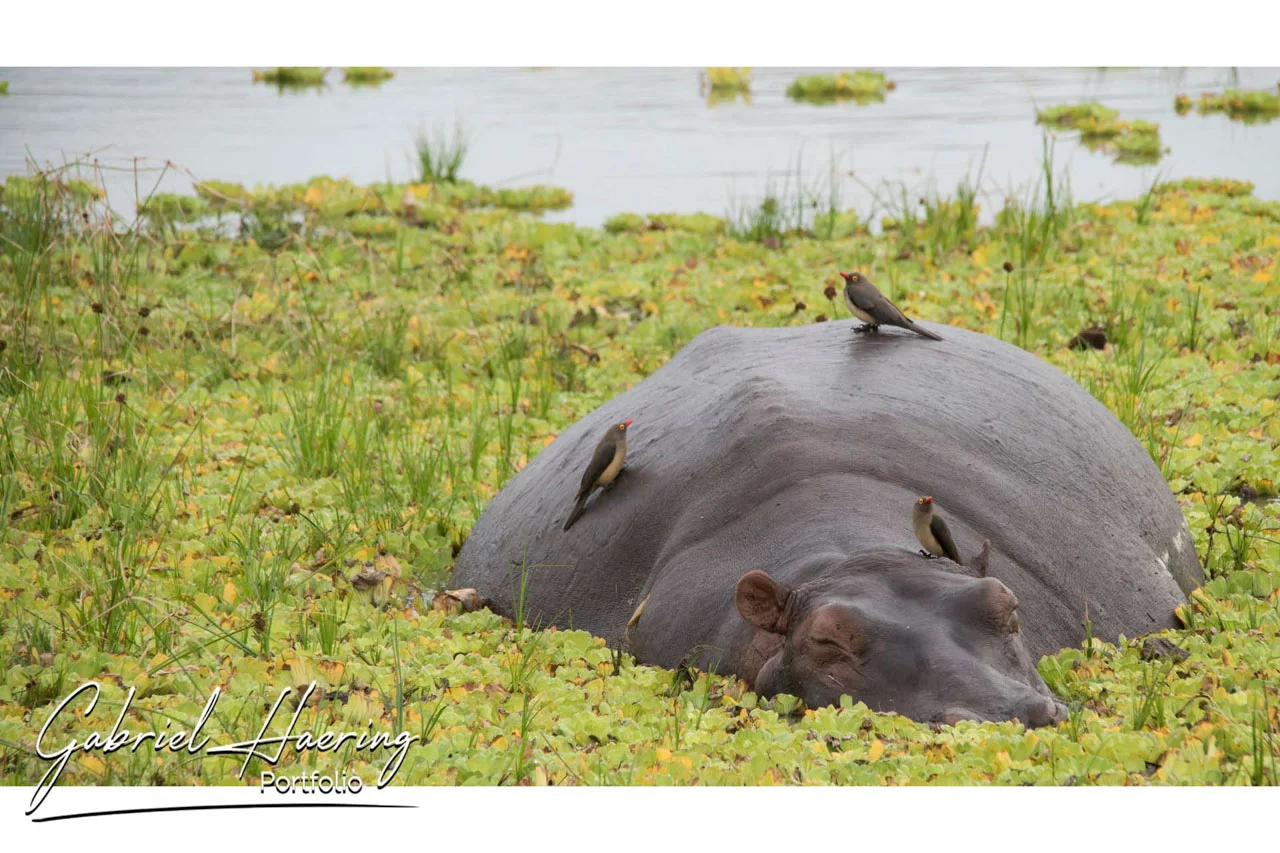 Giugno 2026. Safari fotografico in Tanzania : Nyerere e Ruaha