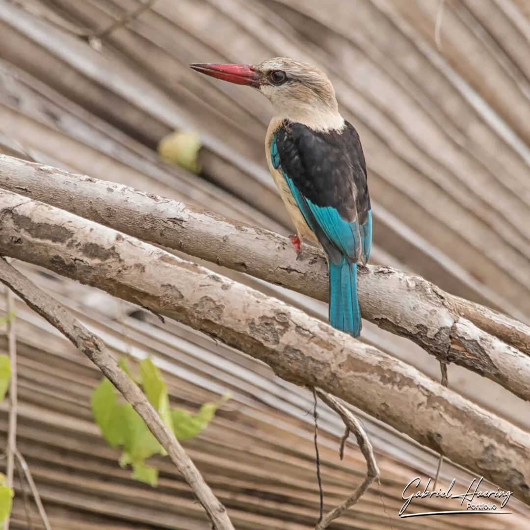 Nyerere Selous bird watching