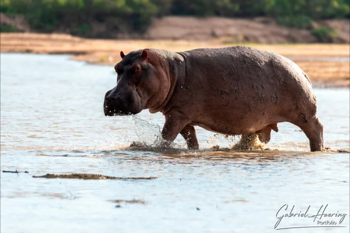 Questo ippopotamo sta osservando la nostra barca nel Parco Nazionale di Nyerere Questo grosso ippopotamo è appena entrato in acqua. Foto scattata dalla barca durante un safari fotografico in Tanzania, nel Parco Nazionale di Nyerere (ex Riserva del Selous).