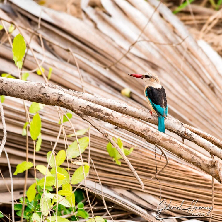 Safari fotografico di birdwatching in Tanzania con visita al Parco Nazionale Nyerere (ex Riserva del Selous) è un’esperienza unica.