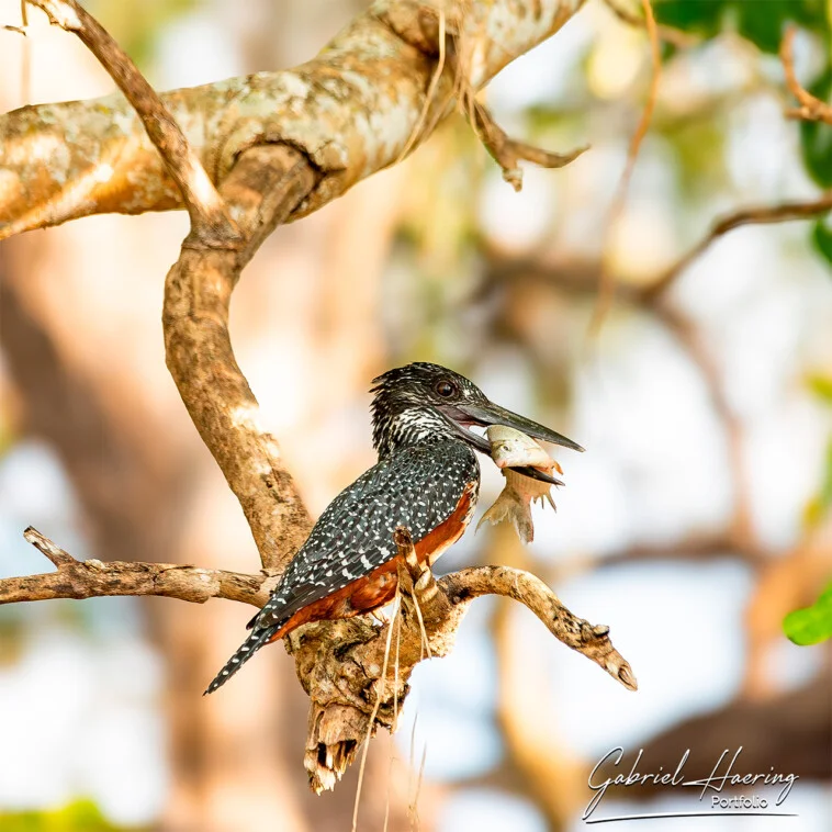 Un safari fotografico di birdwatching in Tanzania, con visita all'ex Riserva del Selous (oggi Parco Nazionale Nyerere), è un’esperienza unica per osservare, ad esempio, il martin pescatore nel suo habitat naturale.