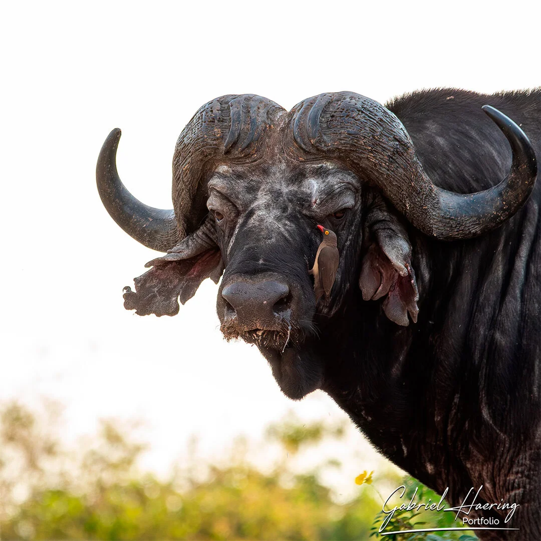 Safari fotografico Nyerere (Selous) e Ruaha Un safari fotografico unico che esplora il sud ovest della Tanzania nei suoi parchi nazionali piu' grandi e meno visitati di Nyerere e Ruaha