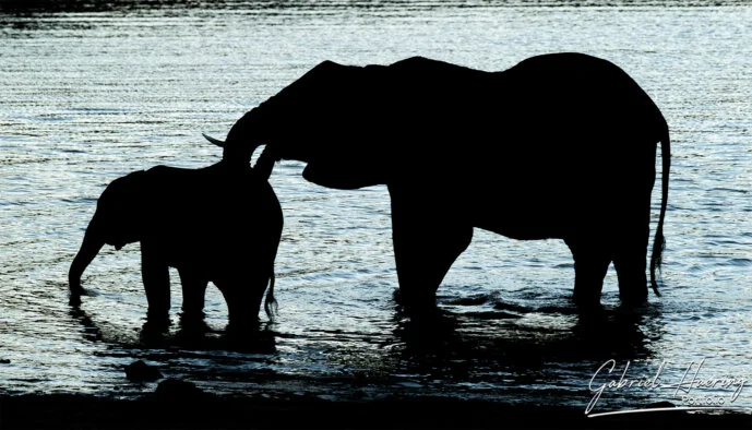 Elefanti che bevono acqua nella pozza del Parco Nazionale di Mkomazi. Alla sera gli elefanti si avvicinano alla pozza d’acqua per godersi l’acqua fresca. Foto scattata durante un safari fotografico in Tanzania, nel Parco Nazionale di Mkomazi.