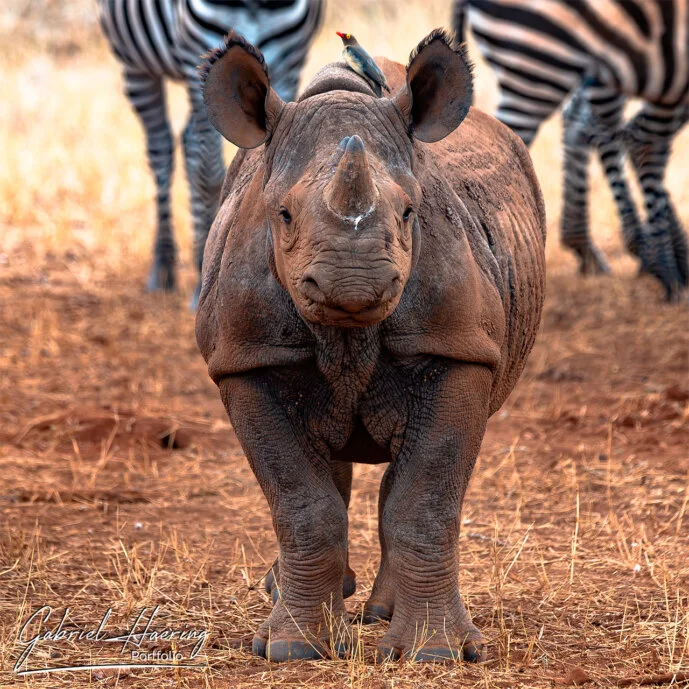 Un cucciolo di rinoceronte ci osserva nel Parco Nazionale di Mkomazi. Il Parco Nazionale di Mkomazi ospita un santuario unico dedicato alla reintroduzione di questo animale in pericolo di estinzione. Foto scattata durante un safari fotografico in Tanzania.