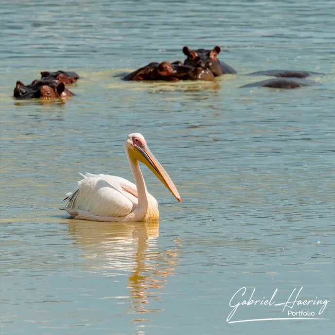 Pelicans and hippo in the salted lake of Ngorongoro crater Pelicans and hippo in the salted lake of Ngorongoro crater during a photographic safari in Tanzania during the calving season