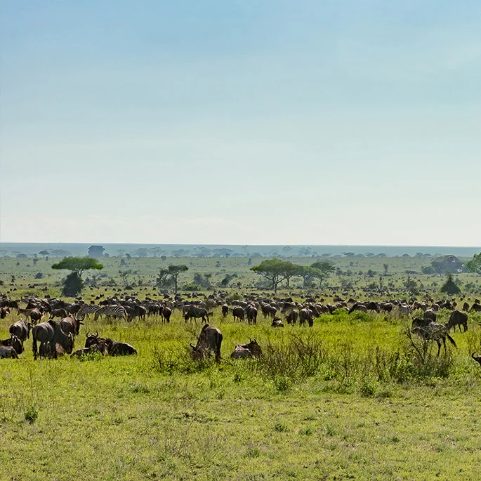 La Grande Migrazione nel Serengeti durante la stagione delle nascite Grande mandria di gnu e zebre nel sud del Serengeti durante la stagione delle nascite. Foto scattata durante un safari fotografico combinato con Ngorongoro e Tarangire.