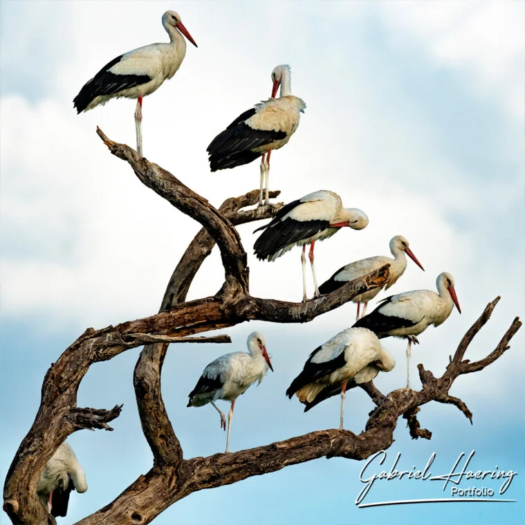 Un safari fotografico di birdwatching in Tanzania, con visita al Parco Nazionale del Serengeti, è un’esperienza unica per osservare diverse specie di aquile nel loro habitat selvaggio.