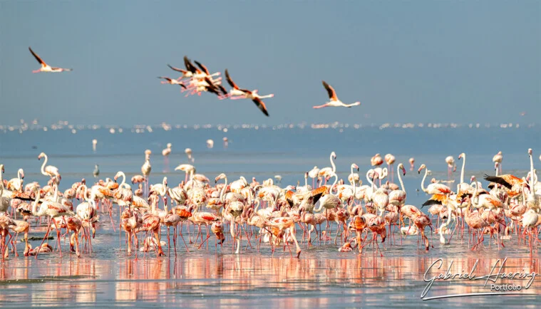 Un safari fotografico di birdwatching in Tanzania con visita al Lago Natron è un’esperienza unica per ammirare migliaia di fenicotteri minori nel loro habitat naturale.