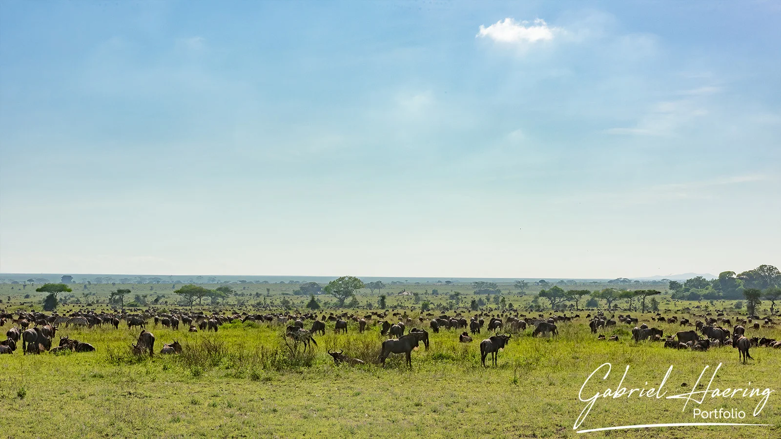 Safari fotografico grande migrazione serengeti Visita con noi il Tarangire, Ngorongoro e la grande migrazione del Serengeti durante il periodo delle nascite per un safari fotografico indimenticabile