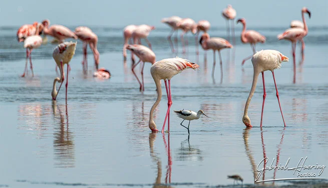 Safari fotografico nel nord della Tanzania visitando il lago Natron e i suoi flamingo all