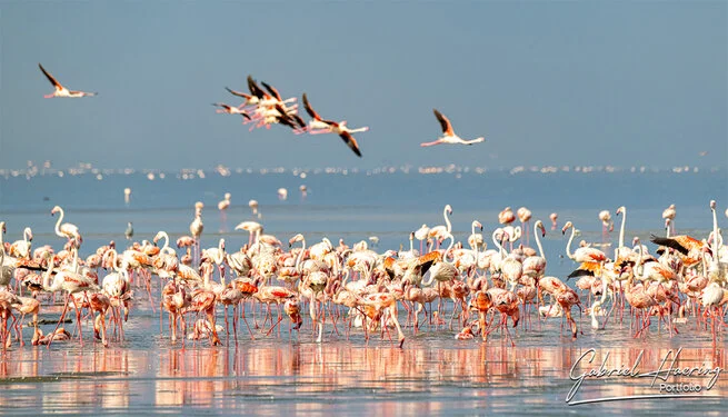 Safari fotografico nel nord della Tanzania visitando il lago Natron e i suoi flamingo all