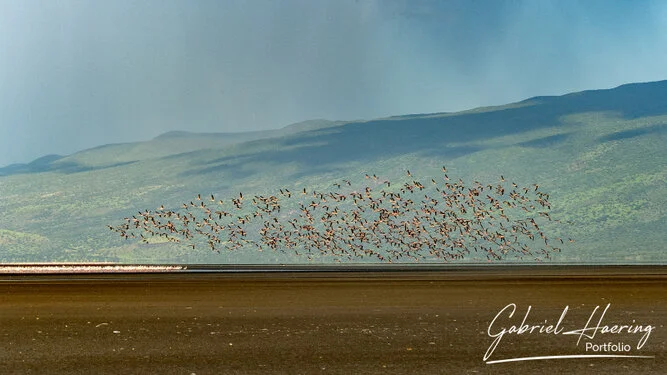 Safari fotografico nel nord della Tanzania visitando il lago Natron e i suoi flamingo all