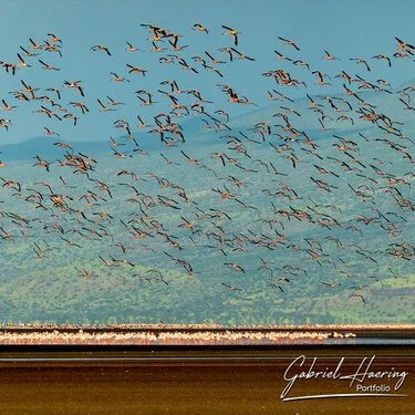 Safari fotografico nel nord della Tanzania visitando il lago Natron e i suoi flamingo all