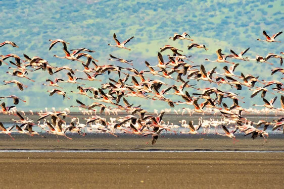 Safari fotografico nel nord della Tanzania visitando il lago Natron e i suoi flamingo all