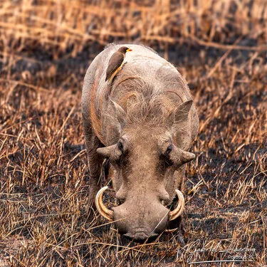 Safari fotografico Mikumi in Tanzania