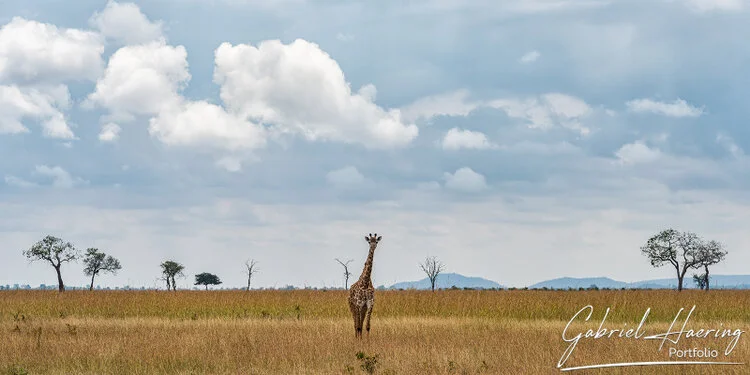 Safari fotografico Mikumi in Tanzania