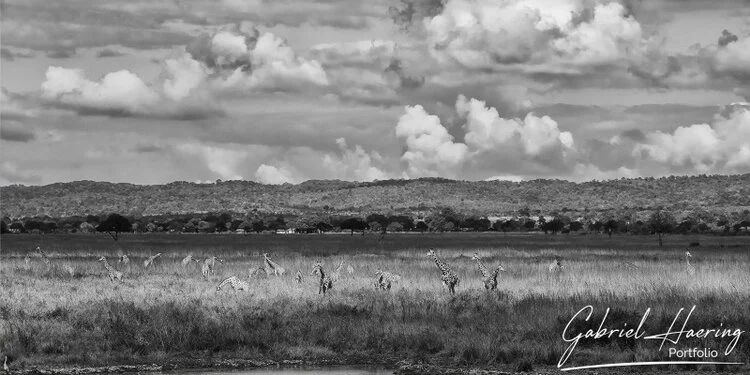 Safari fotografico Mikumi in Tanzania