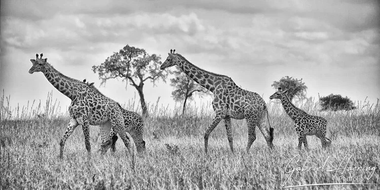 Safari fotografico Mikumi in Tanzania