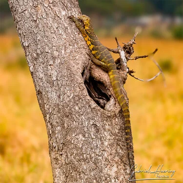 Safari fotografico Mikumi in Tanzania