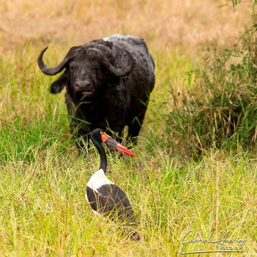 Safari fotografico Mikumi in Tanzania