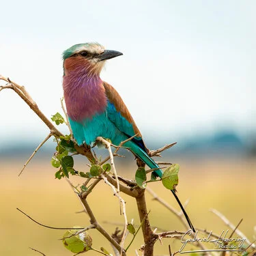 Safari fotografico Mikumi in Tanzania