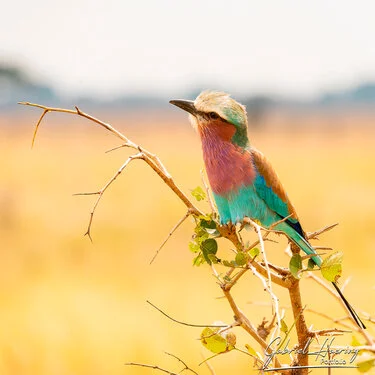 Safari fotografico Mikumi in Tanzania