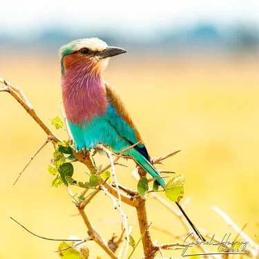 Safari fotografico Mikumi in Tanzania