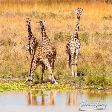 Safari fotografico Mikumi in Tanzania