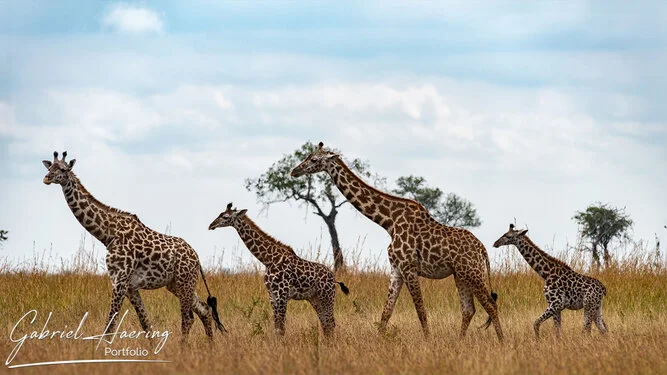 Safari fotografico Mikumi in Tanzania