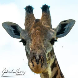 Unisciti a noi in un safari fotografico unico nel Parco Nazionale di Mkomazi, nel nord della Tanzania, abbinato a Tarangire, Ngorongoro e Serengeti (oppure Lago Natron).