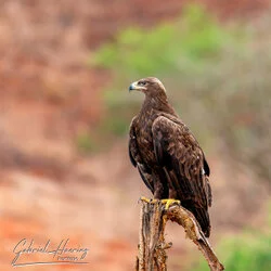 Unisciti a noi in un safari fotografico unico nel Parco Nazionale di Mkomazi, nel nord della Tanzania, abbinato a Tarangire, Ngorongoro e Serengeti (oppure Lago Natron).