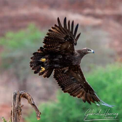 Unisciti a noi in un safari fotografico unico nel Parco Nazionale di Mkomazi, nel nord della Tanzania, abbinato a Tarangire, Ngorongoro e Serengeti (oppure Lago Natron).