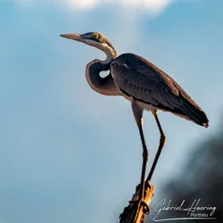 Unisciti a noi in un safari fotografico unico nel Parco Nazionale di Mkomazi, nel nord della Tanzania, abbinato a Tarangire, Ngorongoro e Serengeti (oppure Lago Natron).