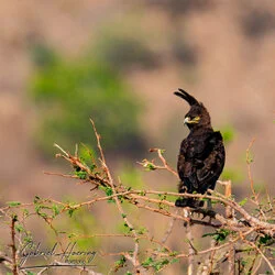 Unisciti a noi in un safari fotografico unico nel Parco Nazionale di Mkomazi, nel nord della Tanzania, abbinato a Tarangire, Ngorongoro e Serengeti (oppure Lago Natron).