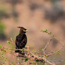 Unisciti a noi in un safari fotografico unico nel Parco Nazionale di Mkomazi, nel nord della Tanzania, abbinato a Tarangire, Ngorongoro e Serengeti (oppure Lago Natron).
