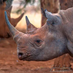 Unisciti a noi in un safari fotografico unico nel Parco Nazionale di Mkomazi, nel nord della Tanzania, abbinato a Tarangire, Ngorongoro e Serengeti (oppure Lago Natron).