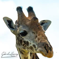 Unisciti a noi in un safari fotografico unico nel Parco Nazionale di Mkomazi, nel nord della Tanzania, abbinato a Tarangire, Ngorongoro e Serengeti (oppure Lago Natron).