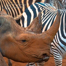 Unisciti a noi in un safari fotografico unico nel Parco Nazionale di Mkomazi, nel nord della Tanzania, abbinato a Tarangire, Ngorongoro e Serengeti (oppure Lago Natron).