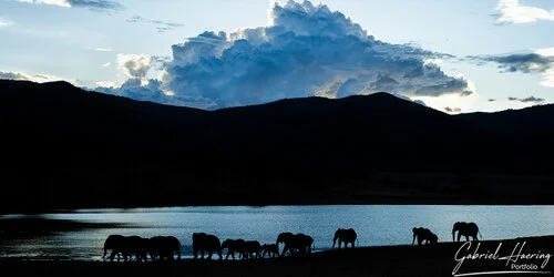 Unisciti a noi in un safari fotografico unico nel Parco Nazionale di Mkomazi, nel nord della Tanzania, abbinato a Tarangire, Ngorongoro e Serengeti (oppure Lago Natron).