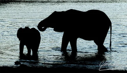 Unisciti a noi in un safari fotografico unico nel Parco Nazionale di Mkomazi, nel nord della Tanzania, abbinato a Tarangire, Ngorongoro e Serengeti (oppure Lago Natron).