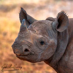 Unisciti a noi in un safari fotografico unico nel Parco Nazionale di Mkomazi, nel nord della Tanzania, abbinato a Tarangire, Ngorongoro e Serengeti (oppure Lago Natron).