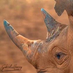 Unisciti a noi in un safari fotografico unico nel Parco Nazionale di Mkomazi, nel nord della Tanzania, abbinato a Tarangire, Ngorongoro e Serengeti (oppure Lago Natron).
