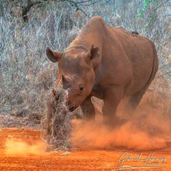 Unisciti a noi in un safari fotografico unico nel Parco Nazionale di Mkomazi, nel nord della Tanzania, abbinato a Tarangire, Ngorongoro e Serengeti (oppure Lago Natron).