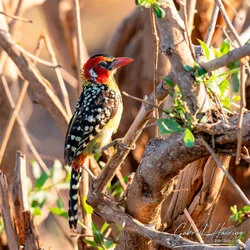 Unisciti a noi in un safari fotografico unico nel Parco Nazionale di Mkomazi, nel nord della Tanzania, abbinato a Tarangire, Ngorongoro e Serengeti (oppure Lago Natron).