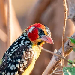 Unisciti a noi in un safari fotografico unico nel Parco Nazionale di Mkomazi, nel nord della Tanzania, abbinato a Tarangire, Ngorongoro e Serengeti (oppure Lago Natron).