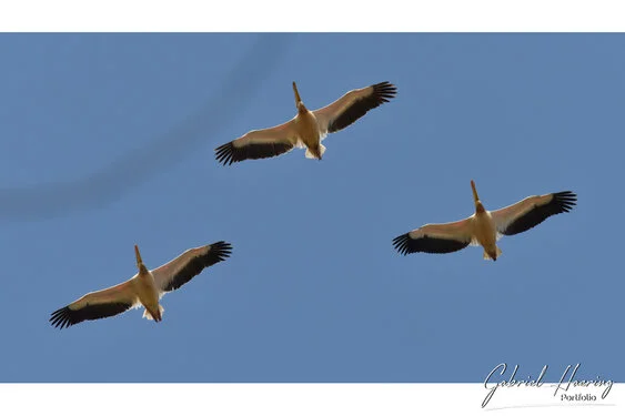 Safari fotografico Tarangire in Tanzania combinato con  Ngorongoro e grande migrazione Serengeti periodo delle nascite nel sud Serengeti
