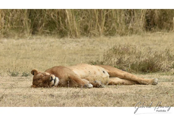 Safari fotografico Tarangire in Tanzania combinato con  Ngorongoro e grande migrazione Serengeti periodo delle nascite nel sud Serengeti
