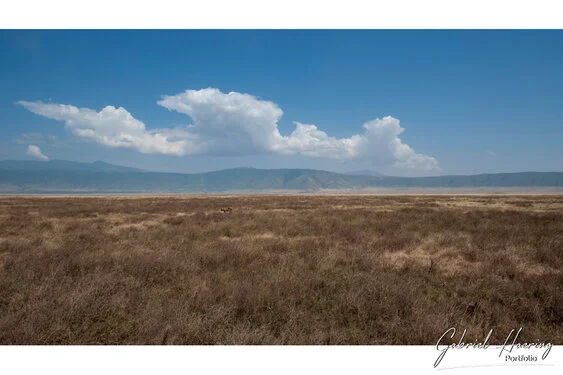 Safari fotografico Tarangire in Tanzania combinato con  Ngorongoro e grande migrazione Serengeti periodo delle nascite nel sud Serengeti