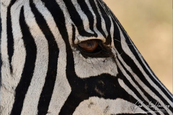 Safari fotografico Tarangire in Tanzania combinato con  Ngorongoro e grande migrazione Serengeti periodo delle nascite nel sud Serengeti