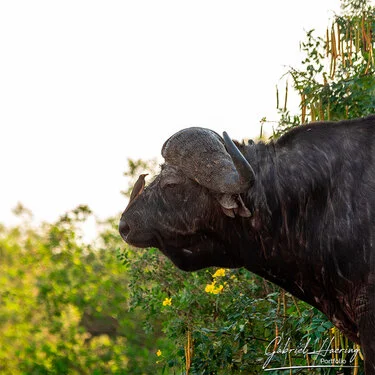Safari fotografico nel sud-ovest della Tanzania visitando Nyerere (Selous) e Ruaha nel periodo dopo le pioggie e prima dell